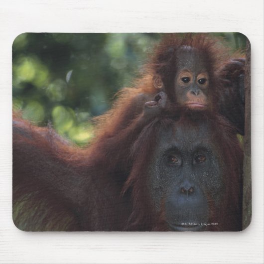 Orangutan Moeder met Baby Muismat (Voorkant)