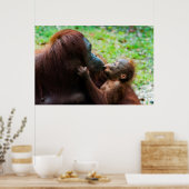 Orangutan Moeder met Baby Poster (Keuken)