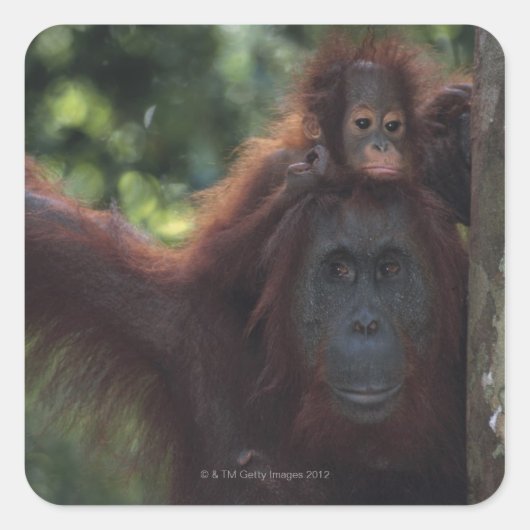 Orangutan Moeder met Baby Vierkante Sticker (Voorkant)
