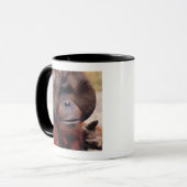 Orangutan Mok (Voorkant links)