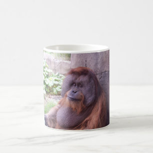 Orangutan Mok