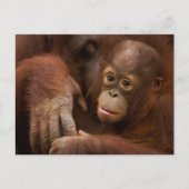 Orangutan Mother and Baby at the Zoo Briefkaart (Voorkant)