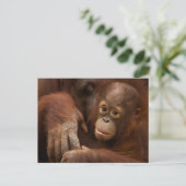 Orangutan Mother and Baby at the Zoo Briefkaart (Staand voorkant)