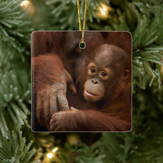 Orangutan Mother and Baby at the Zoo Keramisch Ornament (Boom)