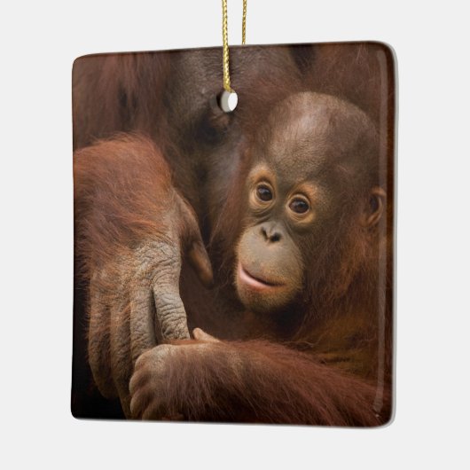 Orangutan Mother and Baby at the Zoo Keramisch Ornament (Links)