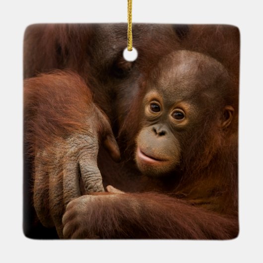 Orangutan Mother and Baby at the Zoo Keramisch Ornament (Achterkant)