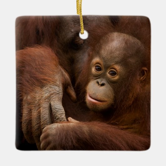Orangutan Mother and Baby at the Zoo Keramisch Ornament (Voorkant)