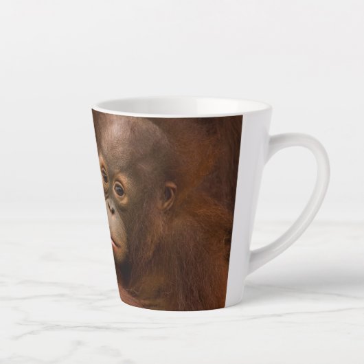 Orangutan Mother and Baby at the Zoo Latte Mok (Rechts)