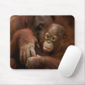 Orangutan Mother and Baby at the Zoo Muismat (Met muis)