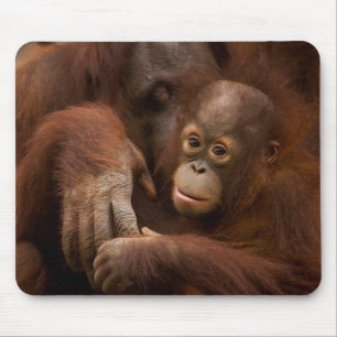 Orangutan Mother and Baby at the Zoo Muismat