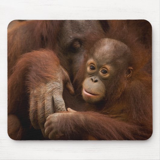 Orangutan Mother and Baby at the Zoo Muismat (Voorkant)