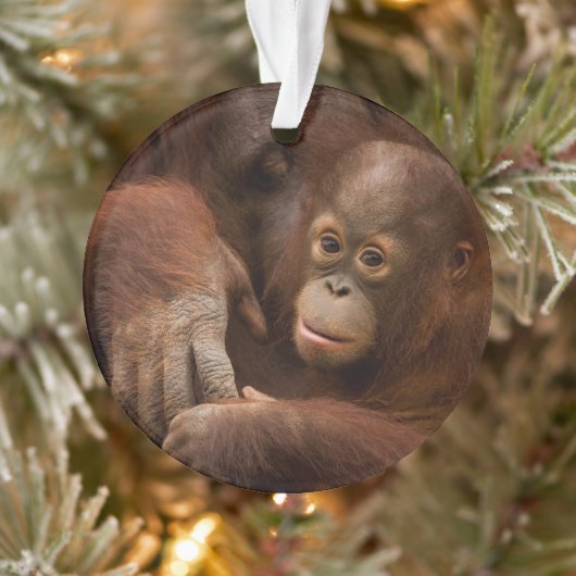 Orangutan Mother and Baby at the Zoo Ornament (Boom)