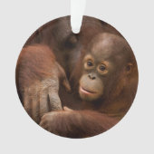 Orangutan Mother and Baby at the Zoo Ornament (voorkant)