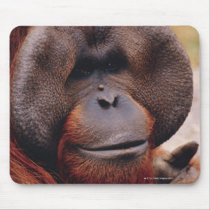 Orangutan Muismat