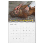 Orangutan Orphans Kalender (Mar 2027)