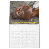 Orangutan Orphans Kalender (Mar 2026)