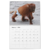 Orangutan Orphans Kalender (Feb 2026)