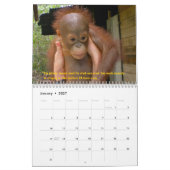 Orangutan Orphans Kalender (Jan 2027)