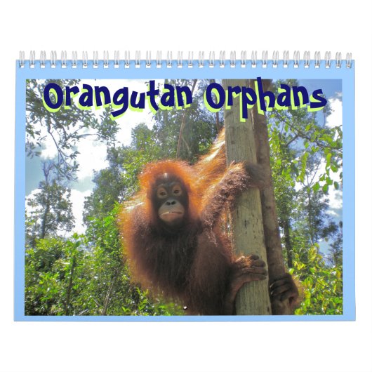 Orangutan Orphans Kalender (Hoes)