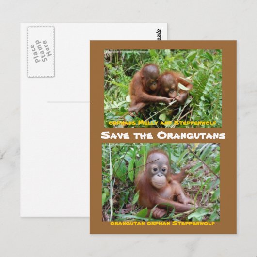 Orangutan Orphans op OFI Island of Borneo Briefkaart (Voorkant / Achterkant)