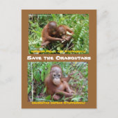 Orangutan Orphans op OFI Island of Borneo Briefkaart (Voorkant)
