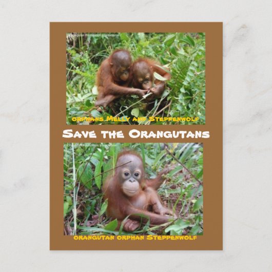 Orangutan Orphans op OFI Island of Borneo Briefkaart (Voorkant)