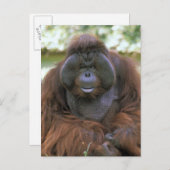Orangutan Pongo Pygmaeus Briefkaart (Voorkant / Achterkant)