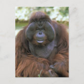 Orangutan Pongo Pygmaeus Briefkaart (Voorkant)