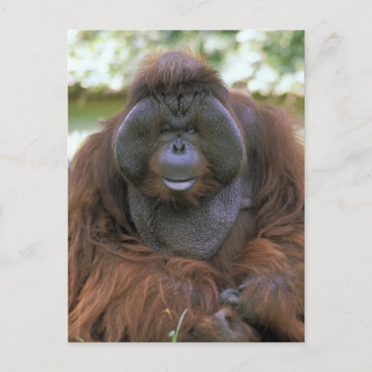 Orangutan Pongo Pygmaeus Briefkaart (Voorkant)