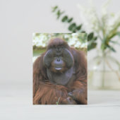Orangutan Pongo Pygmaeus Briefkaart (Staand voorkant)