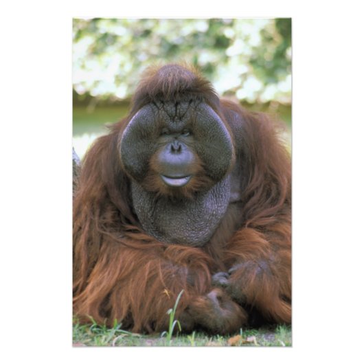 Orangutan Pongo Pygmaeus Foto Afdruk (Voorkant)