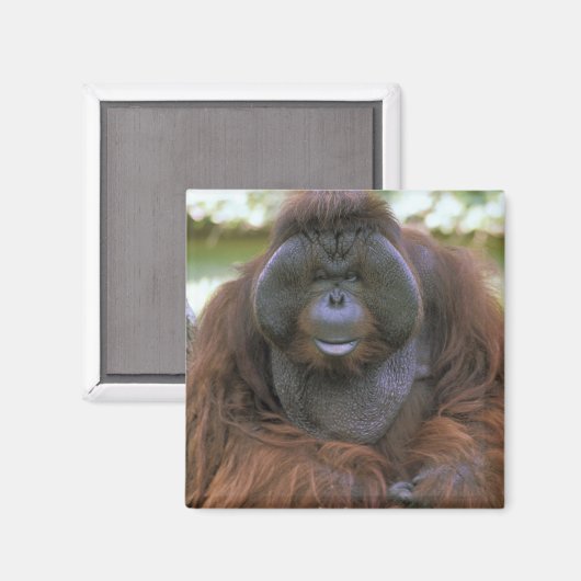Orangutan Pongo Pygmaeus Magneet (Voorkant / Achterkant)