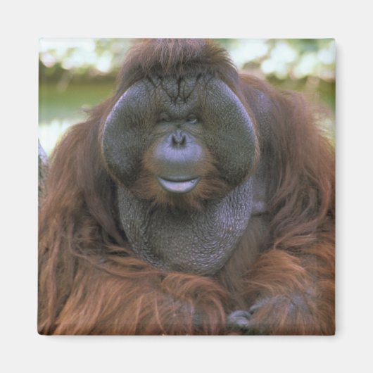 Orangutan Pongo Pygmaeus Magneet (Voorkant)