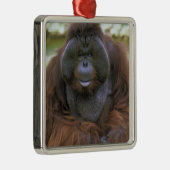 Orangutan Pongo Pygmaeus Metalen Ornament (Rechts)