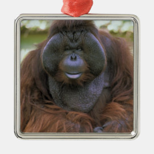 Orangutan Pongo Pygmaeus Metalen Ornament