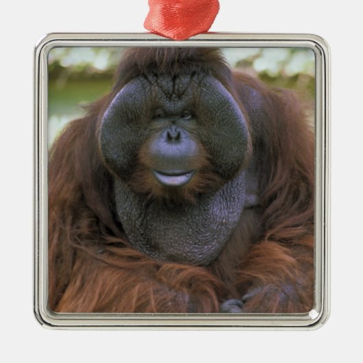 Orangutan Pongo Pygmaeus Metalen Ornament (Voorkant)