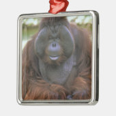 Orangutan Pongo Pygmaeus Metalen Ornament (Links)