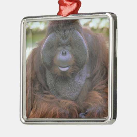 Orangutan Pongo Pygmaeus Metalen Ornament (Links)