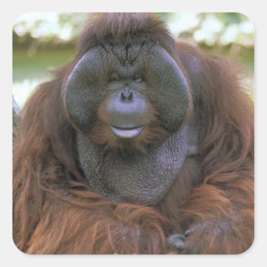 Orangutan Pongo Pygmaeus Vierkante Sticker (Voorkant)