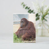 Orangutan Portrait Briefkaart (Staand voorkant)
