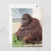 Orangutan Portrait Briefkaart (Voorkant / Achterkant)