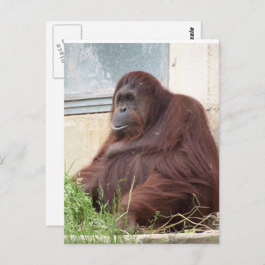 Orangutan Portrait Briefkaart (Voorkant / Achterkant)