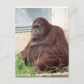 Orangutan Portrait Briefkaart (Voorkant)