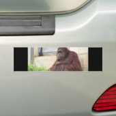 Orangutan Portrait Bumpersticker (Op auto)