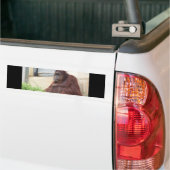 Orangutan Portrait Bumpersticker (Op Truck)