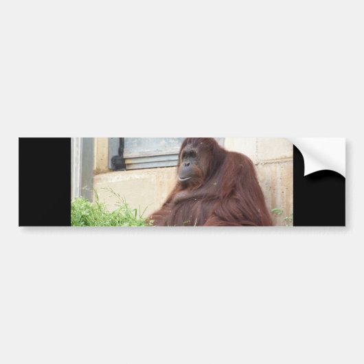 Orangutan Portrait Bumpersticker (Voorkant)
