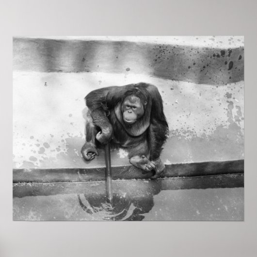 Orangutan Poster (Voorkant)