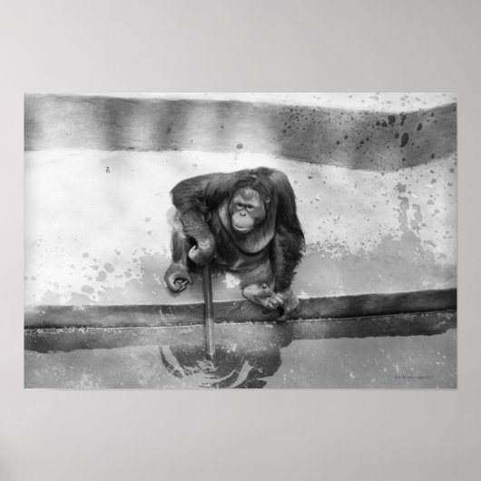 Orangutan Poster (Voorkant)