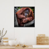 Orangutan Poster (Keuken)