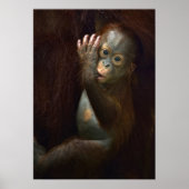 Orangutan Poster (Voorkant)